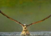 صور مذهلة التقطت لعقاب ينقض علي فريسة بدقة متناهية