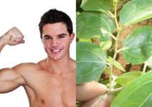 10 فوائد صحيّة لورق السدر