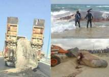 سخرية وغضب في مصر لطريقة التعامل مع الحوت النافق