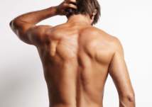 ما هو عدد فقرات العمود الفقري؟