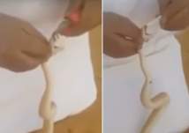 مطالب بالقبض علي سعودي  اقتلع أسنان ثعبان فى البر ولصق فمه بالشمع