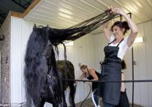 هكذا يعتنون ب "فريدريك العظيم" أجمل حصان في العالم