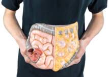 كم يبلغ طول الأمعاء في جسم الإنسان: كل الحقائق والأرقام