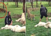 نمر ينقذ مدرب حيوانات من هجوم مفاجئ لفهد