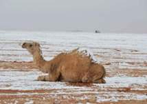 بالصور: الثلوج تكسو رمال السعوية