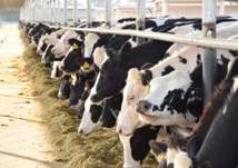 4 آلاف بقرة حلوب تصل إلى قطر