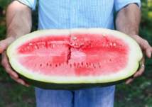 "بطيخة" تُكسِب رجلاً 7 ملايين دولار