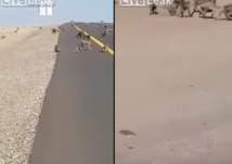 بالفيديو: مئات القرود تعبر طريقا سريعا في السعودية