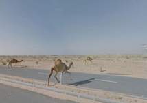 شاب إماراتي يركض وراء ناقته الهاربة في طريق مزدحم بالسيارات (فيديو)