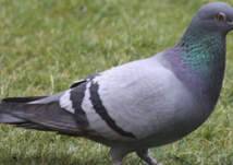 "حمامة" ثمنها 100 ألف يورو - صور