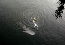 شاهد.. عملية إنقاذ صغير قرش الحوت التائه في خور دبي