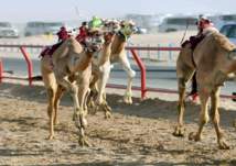 بالفيديو.. حادثة مثيرة في سباق ولي العهد للهجن بالسعودية