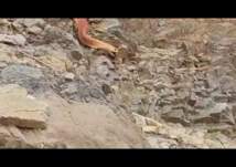 مشهد مرعب.. أفعى ضخمة تتجول في جبال السعودية