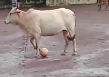 بالفيديو.. بقرة ذكية تشتهر بمهاراتها الرائعة في كرة القدم