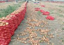 أزمة البصل المصري في السعودية تعود مجدداً للساحة