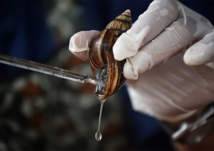 "حليب الحلزون".. سائل أغلى من الذهب.. ما قصته؟