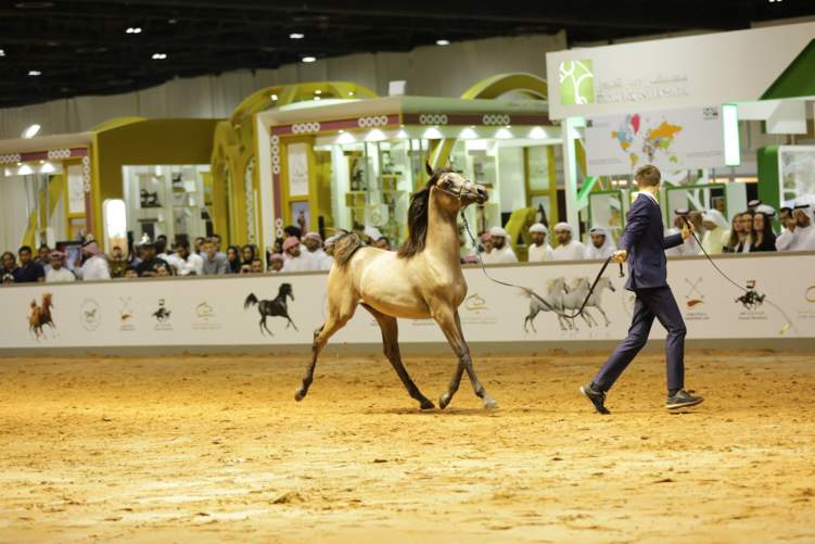 رقم قياسي لمهر بعمر العام في مزاد بيع الخيول