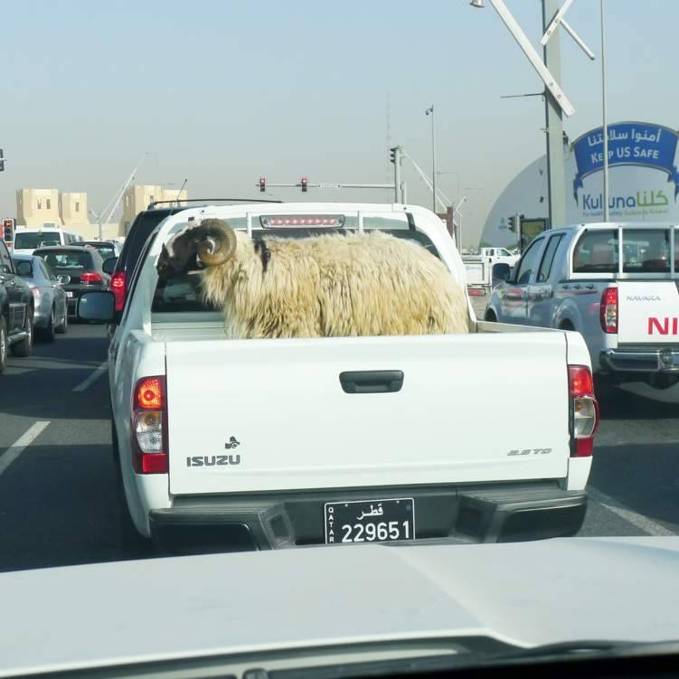 شاب يسرق خروف من سيارة بجازان (فيديو)