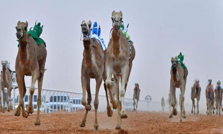 صفقات مليونية في سوق الإبل السعودية