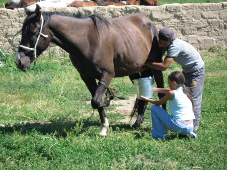 "شراب الخيل" لتحسين المزاج والحماية من الأمراض