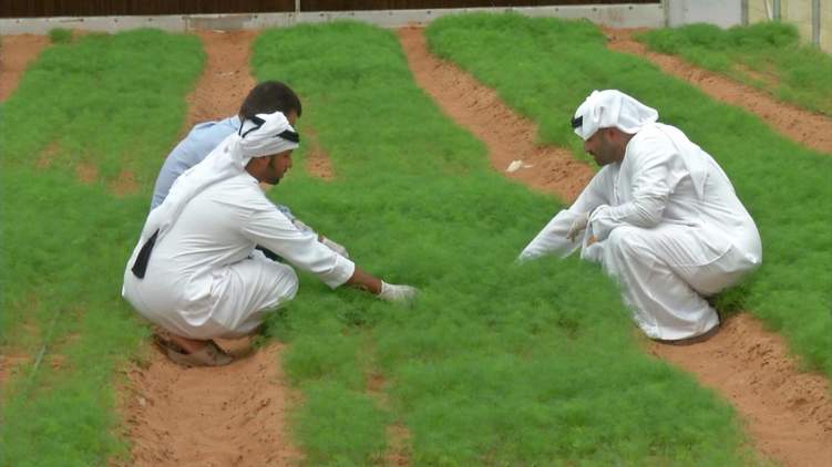 الزراعة في الامارات: نموذج عالمي ناجح