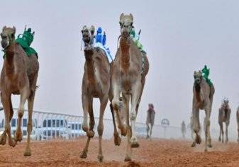 صفقات مليونية في سوق الإبل السعودية