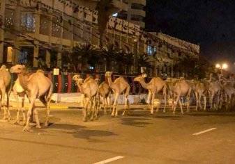 شاهد.. آلاف من الإبل تغزو شوارع طرابلس