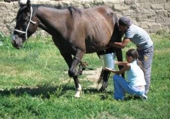 "شراب الخيل" لتحسين المزاج والحماية من الأمراض