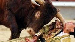 bull fighting injuries-اصابات مصارعة الثيران