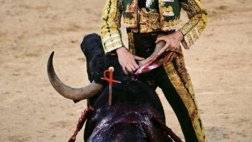 bull fighting injuries-اصابات مصارعة الثيران