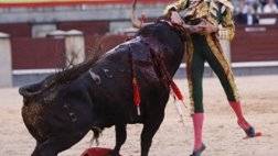 bull fighting injuries-اصابات مصارعة الثيران