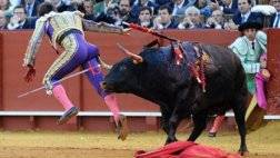 bull fighting injuries-اصابات مصارعة الثيران