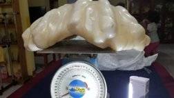 biggest pearl in the world-أكبر لؤلؤة في العالم.jpg