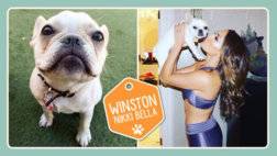 01_IG_superstar_pets_NikkiBella1--3b9e561ad64b1aef32840794f55ea13b.jpg