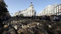 133-020519-sheep-streets-madrid_700x400.jpeg