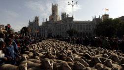 133-020520-sheep-streets-madrid-2.jpeg