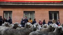 133-020520-sheep-streets-madrid-3.jpeg