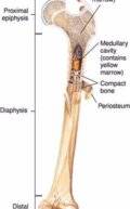 اطول عظمة في جسم الانسان Femur