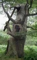 Funny-Tree-17.jpg