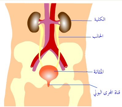 التهابات البول