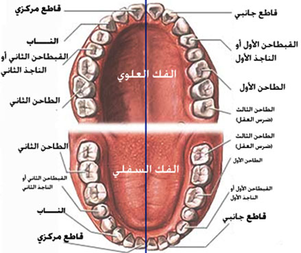 عدد اسنان الانسان البالغ