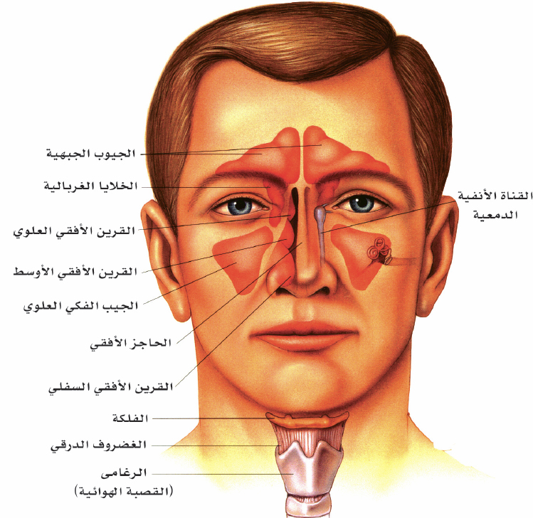 عدد الجيوب الانفية