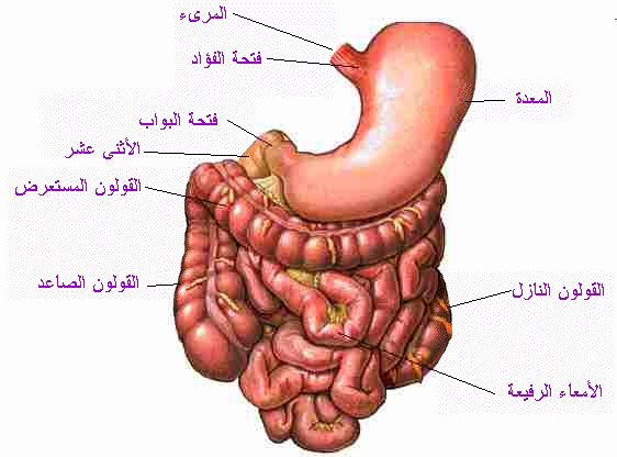 تركيبة معدة الانسان