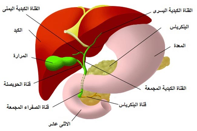 اعراض المرارة